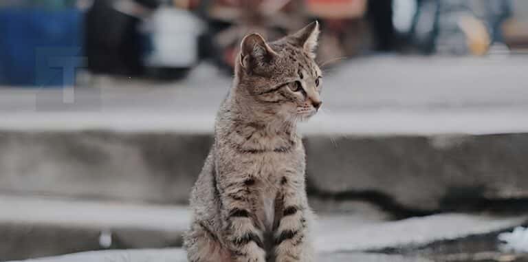 Γιατί οι γάτες φεύγουν από το σπίτι και δεν επιστρέφουν