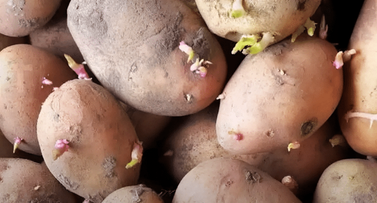 Είναι ασφαλές να τρώμε πατάτες που έχουν βγάλει φύτρες;