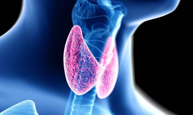 bigstock d rendered medically accurate 262678954