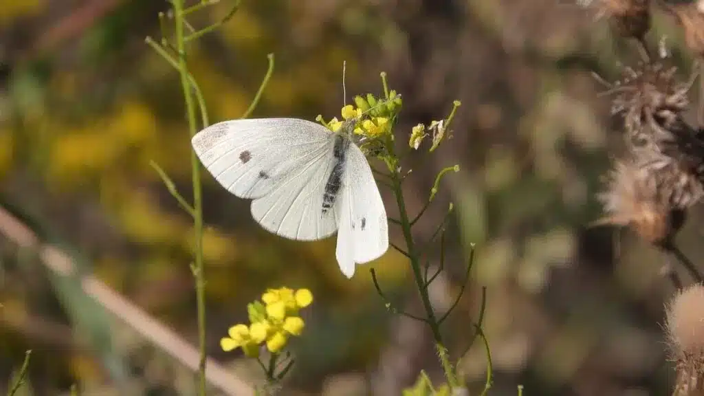 cabbage white butterfly 2 1024x5 1