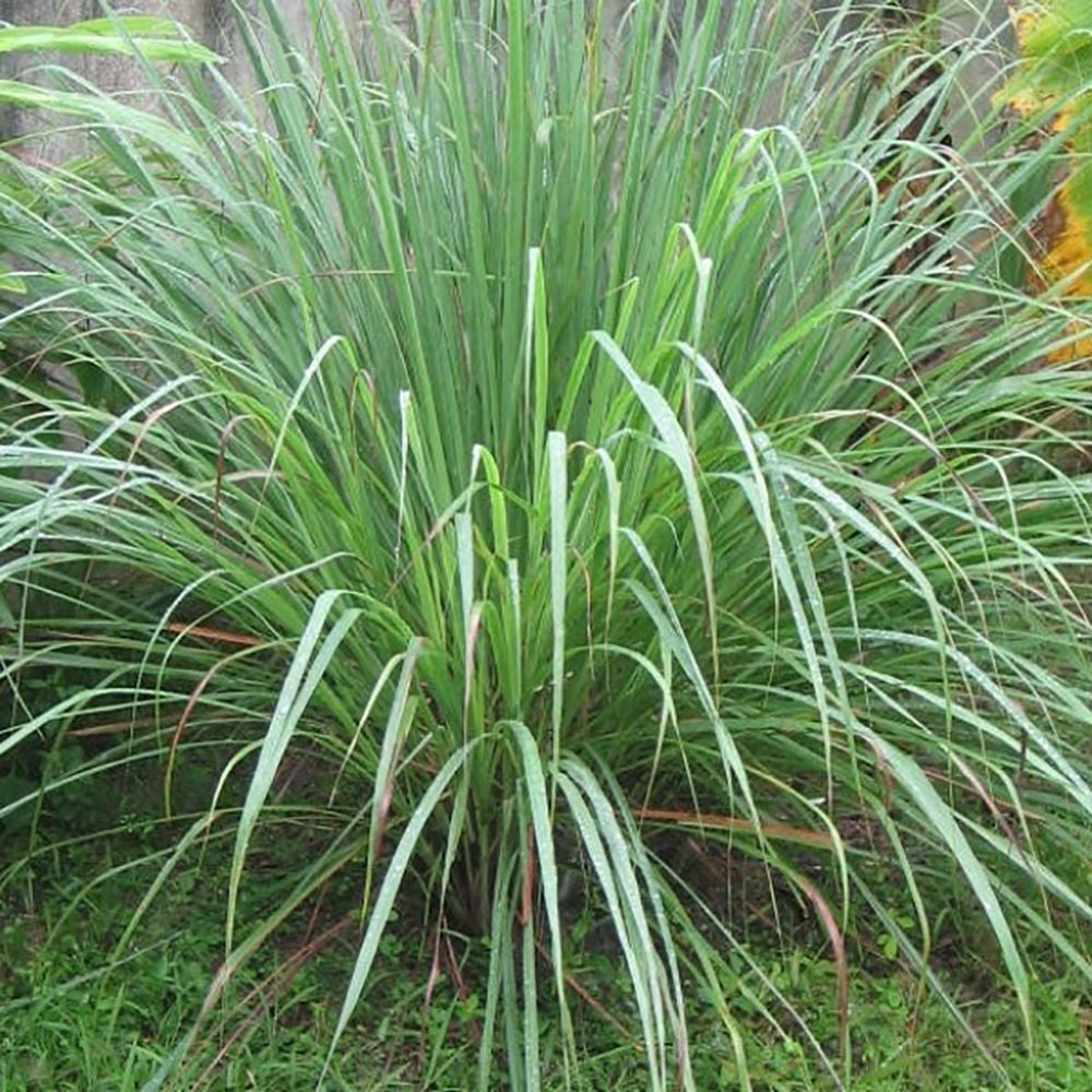 cymbopogon citratus lemonochorto