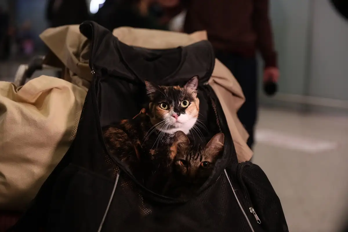 epanapatrismoi katoikidia 2