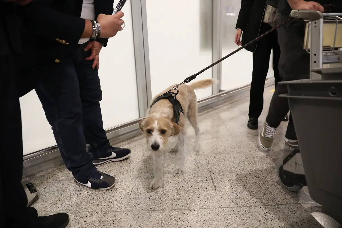 epanapatrismoi katoikidia 3