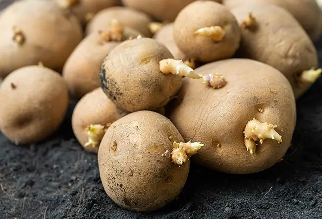 is it safe to eat sprouted potatoes