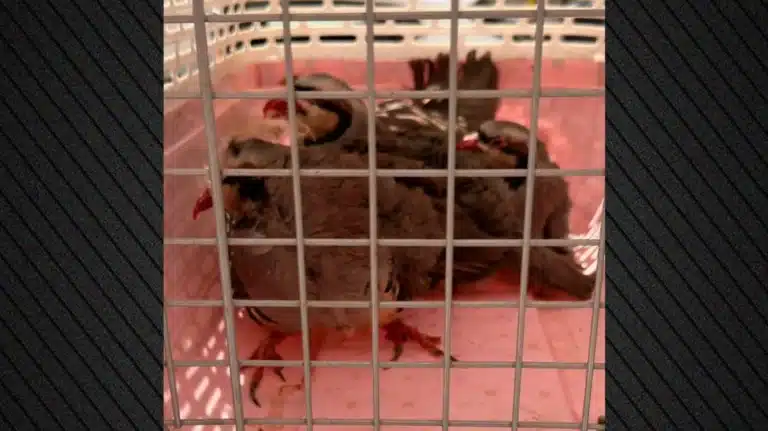 Απίστευτα πράγματα στους Αμπελόκηπους: Είχε στην ταράτσα του… 31 κοτόπουλα και 10 πτηνά, 10 κατσίκες  και 3 ερίφια