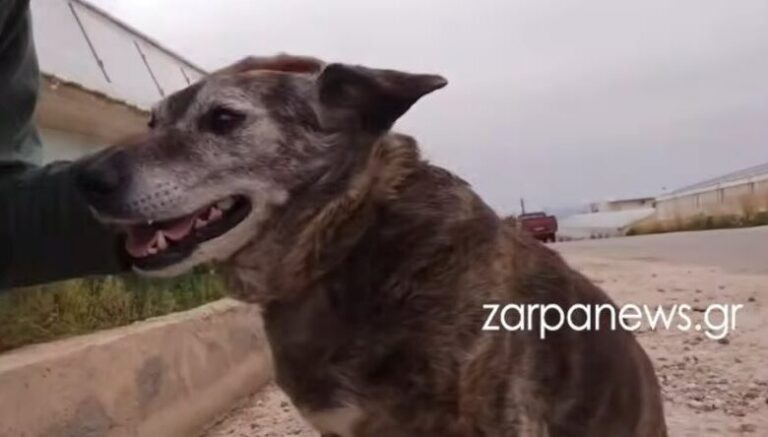 Η Μπέλλα των Χανίων: Η σκυλίτσα που έχασε τον άνθρωπό της και επιστρέφει καθημερινά στην παραλία που πήγαιναν μαζί