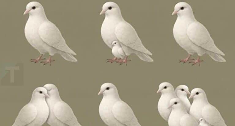 Ο αριθμός των περιστεριών που βλέπεις αποκαλύπτει ποιος περπατά δίπλα σου