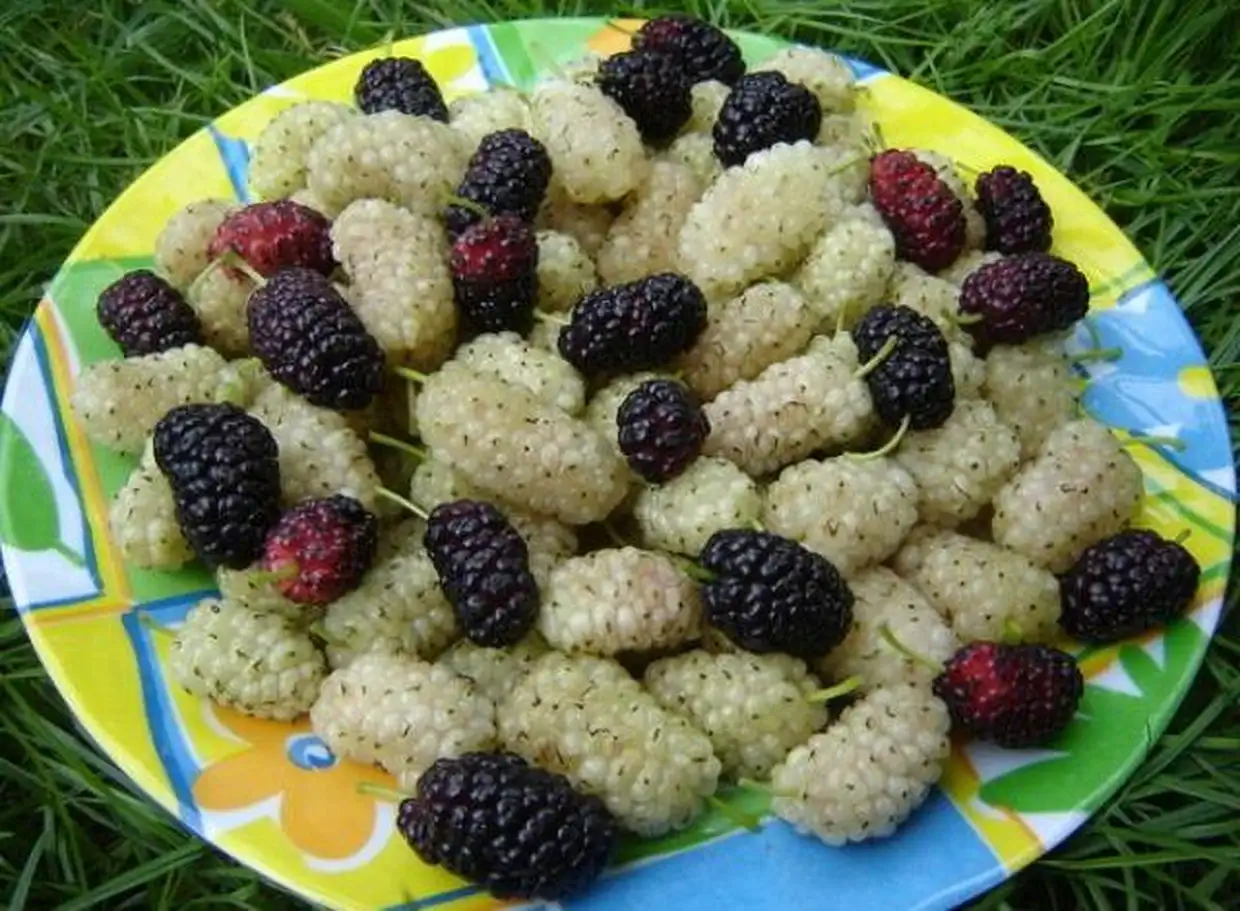 Άνοια: 5 τροφές που προστατεύουν τον εγκέφαλο μετά τα 60 5 aspra moyra mayra 90165