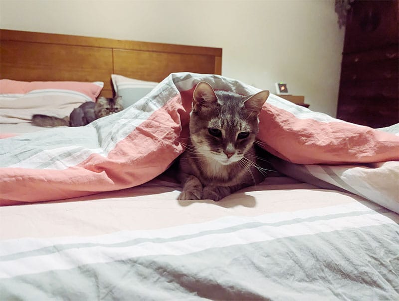 cute cat sitting under bed sheets covered