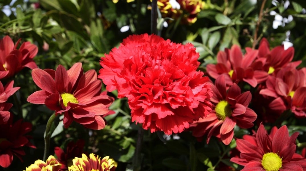 protomagia 2026 poia mera pefteei