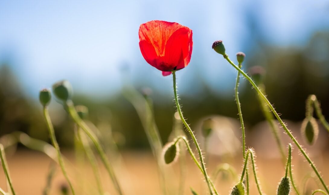 red poppy middle field 1090x645 1