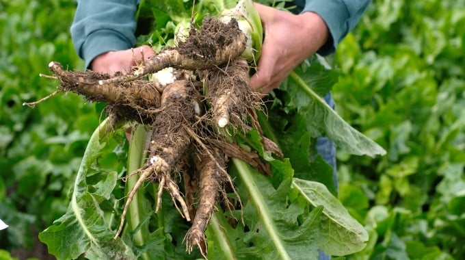root harvesting