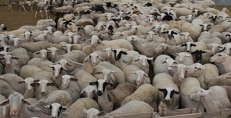 Σε απόγνωση οι κτηνοτρόφοι στη Λέσβο – Έμειναν άσφαχτα εξαιτίας του αφθώδους πυρετού 70.000 αρνιά και κατσίκια