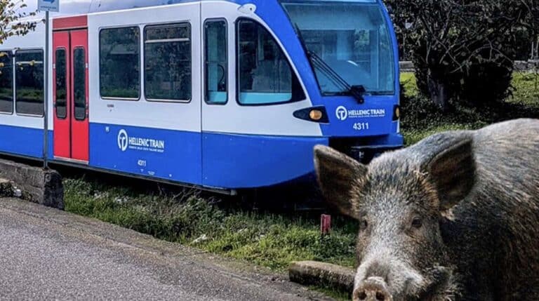 Αμαξοστοιχία της Hellenic Train συγκρούστηκε με… αγριογούρουνο – Ταλαιπωρία για 22 επιβάτες