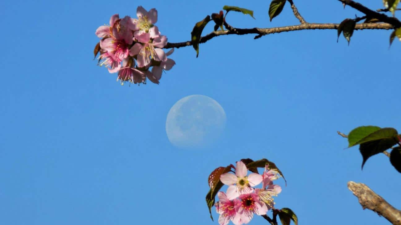 zodia panselhnos maiou 1