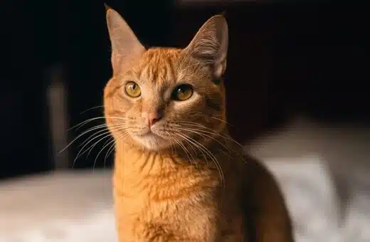 gallia gata