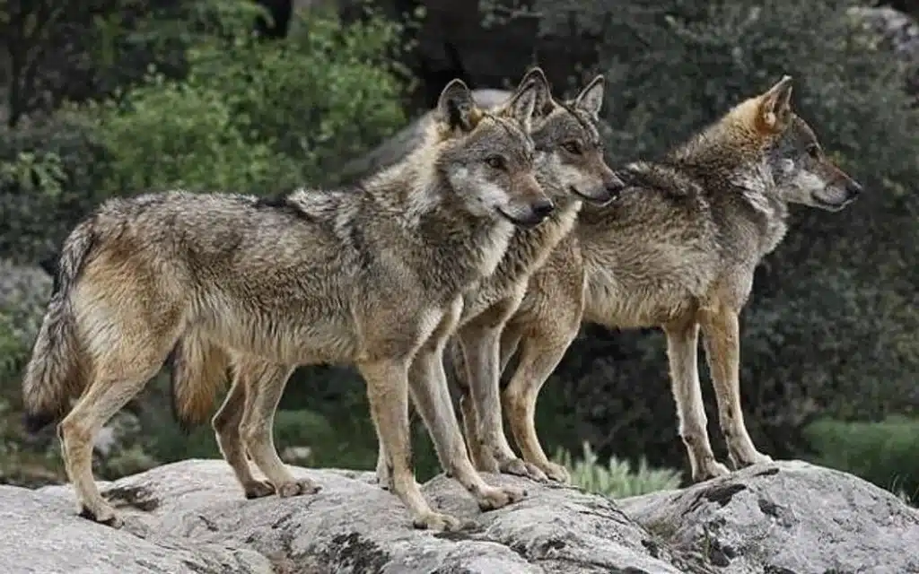 Κόνιτσα: Λύκος εισέβαλε σε αυλή σπιτιού και κατασπάραξε δύο κυνηγόσκυλα 1 likoi