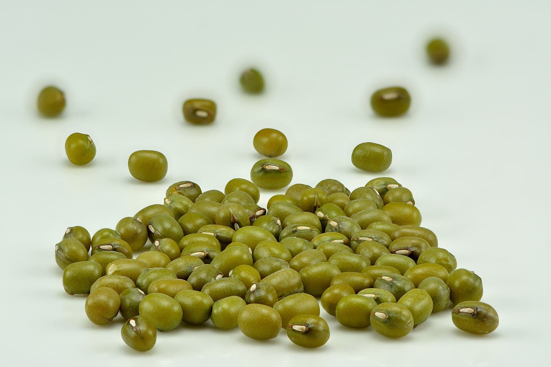 mung beans vigna radiata
