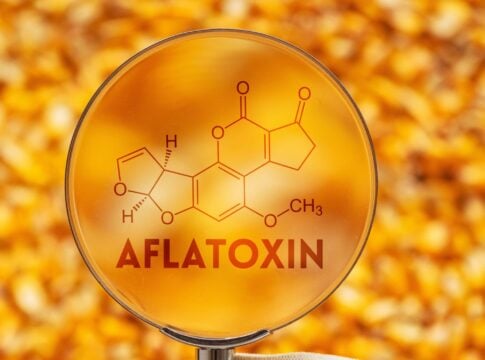 aflatoxin3 485x360 1