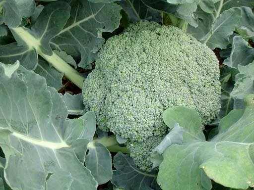broccoli2