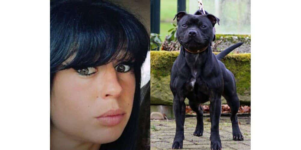 curtis un chien dont la race exacte a fait l objet de debats qui semble obsede par le jeu de la chasse captures d ecran 1772395252