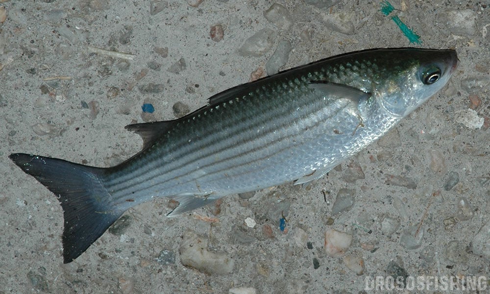 kefalos psarema 4 drososfishing