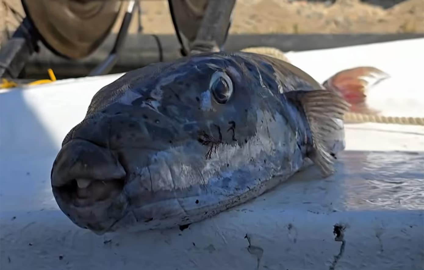 lagocephalus00