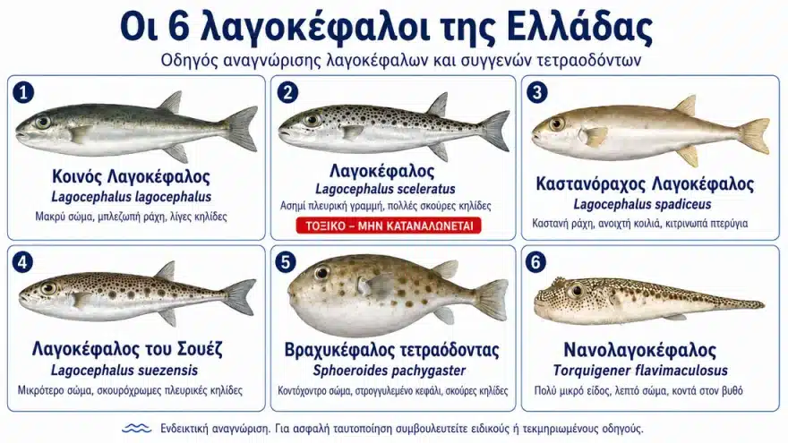 Τα 6 είδη λαγοκεφάλων που κολυμπάνε στις ελληνικές θάλασσες - Τα χαρακτηριστικά τους και ποιο είναι το πιο επικίνδυνο 1 lagokefaloi 1