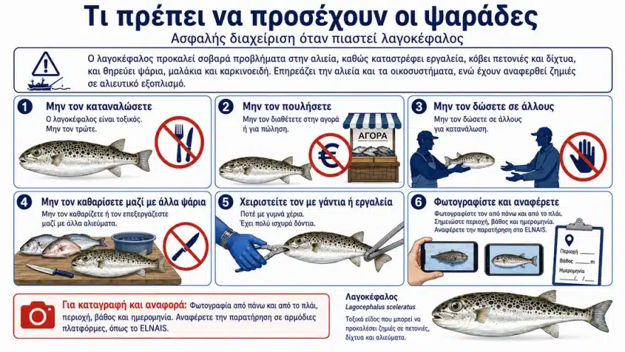 Τα 6 είδη λαγοκεφάλων που κολυμπάνε στις ελληνικές θάλασσες - Τα χαρακτηριστικά τους και ποιο είναι το πιο επικίνδυνο 3 lagokefaloi 2