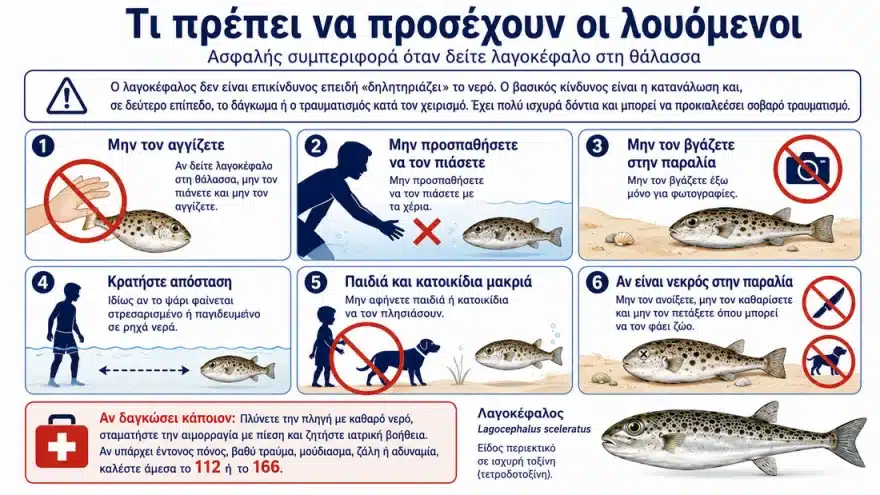Τα 6 είδη λαγοκεφάλων που κολυμπάνε στις ελληνικές θάλασσες - Τα χαρακτηριστικά τους και ποιο είναι το πιο επικίνδυνο 4 lagokefaloi 4