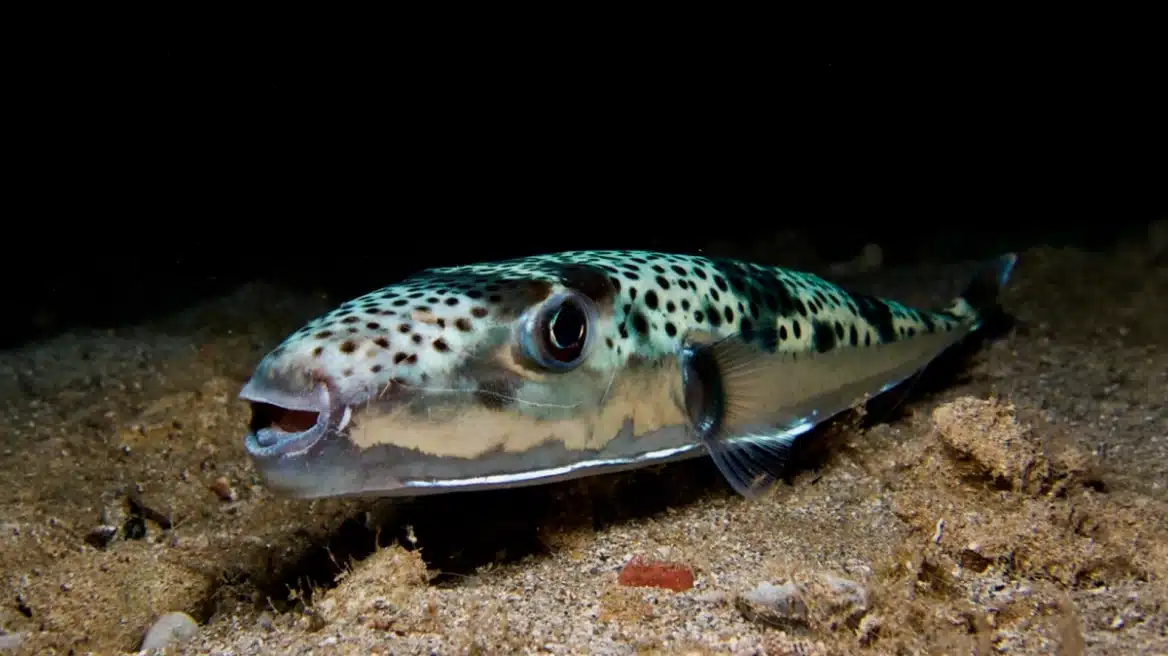 lagokefaloi maketa