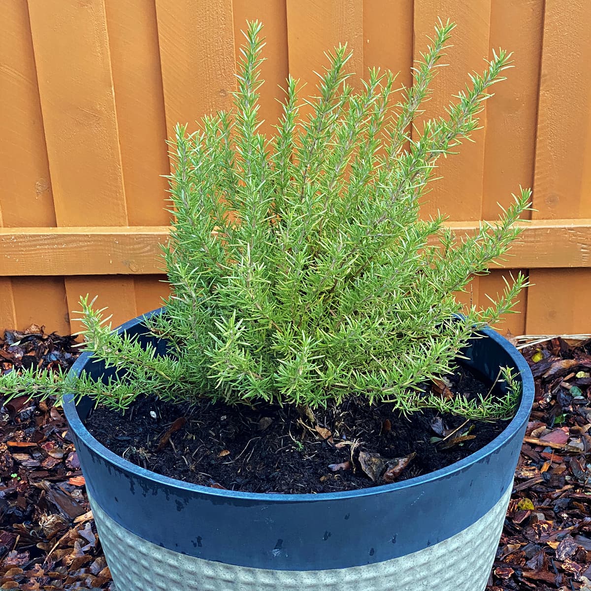 rosemary potted 1