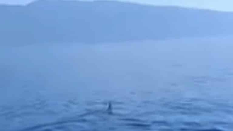 Καρχαρίας μάκο εμφανίστηκε στον Παγασητικό: «Πρόκειται για ένα άγριο ζώο», λέει ειδικός