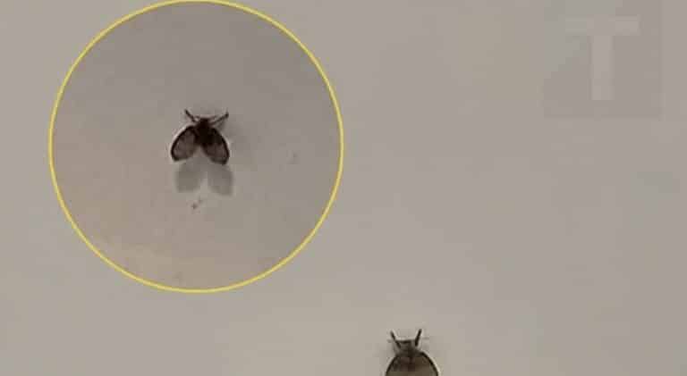 Μικροσκοπικά μυγάκια στο μπάνιο – Γιατί εμφανίζονται και πως να απαλλαγείτε από αυτά