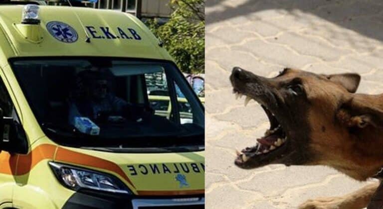 Στο νοσοκομείο 7χρονη μετά από επίθεση σκύλου: Την δάγκωσε στο αυτί, τον αυχένα, την ωμοπλάτη και το στέρνο