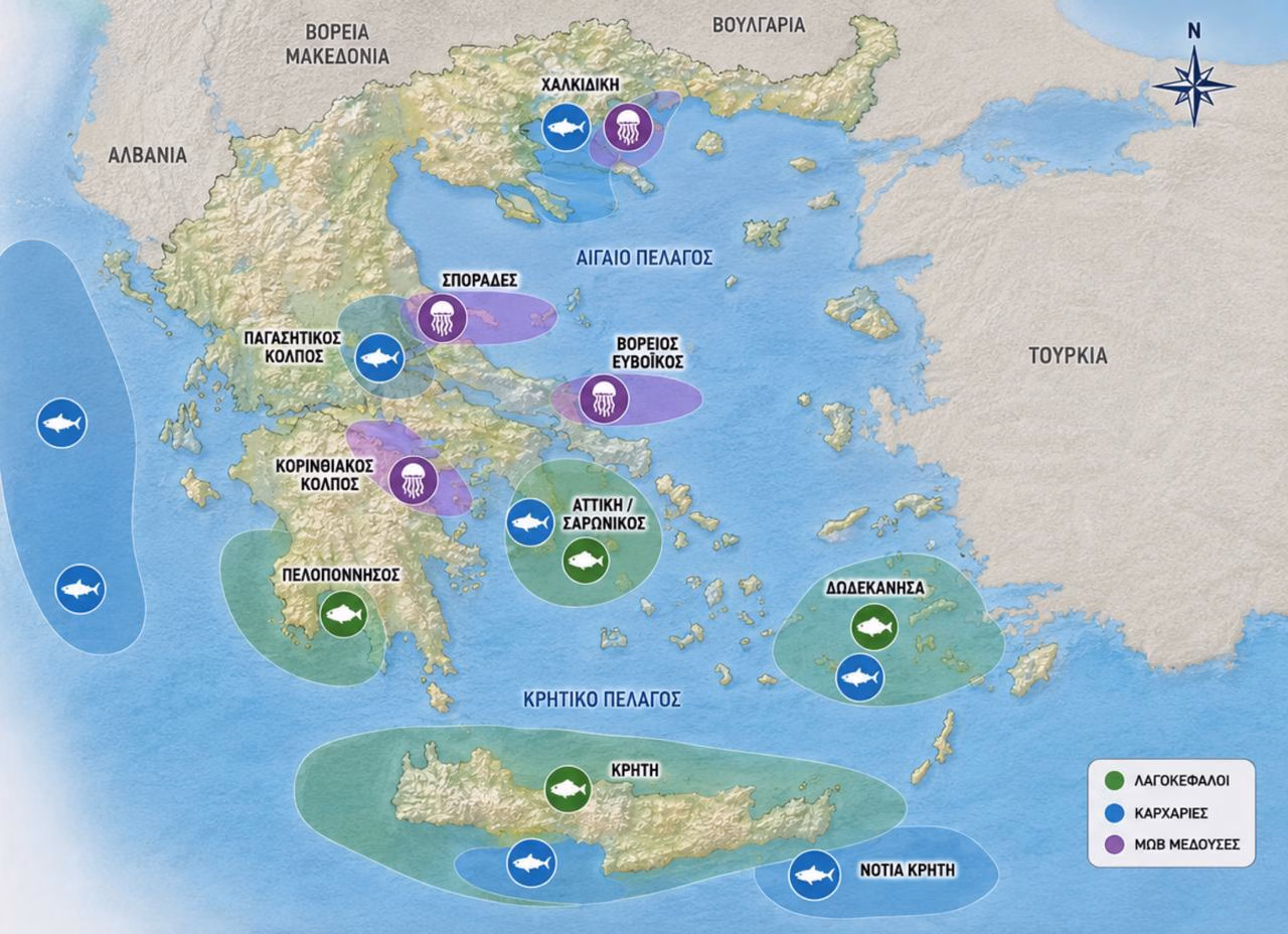 Καρχαρίας μάκο εμφανίστηκε σε πασίγνωστη περιοχή της Αττικής που πάνε όλοι – Μεγάλη ανησυχία 1 whatsapp image 2026 06 09 at 120254 pm
