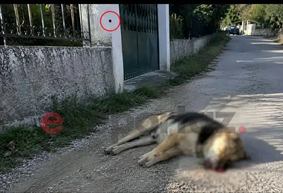 Σοκ στην Κεφαλονιά - Σοκάρει ο τρόπος που σκότωσαν αδέσποτο σκύλο 1 kefalonia adespoto.jpg
