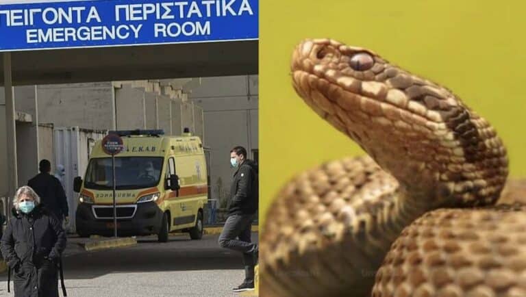 Φίδι δάγκωσε φοιτητή στο κέντρο πόλης – Νοσηλεύεται στο νοσοκομείο – Που είχε κρυφτεί το ερπετό