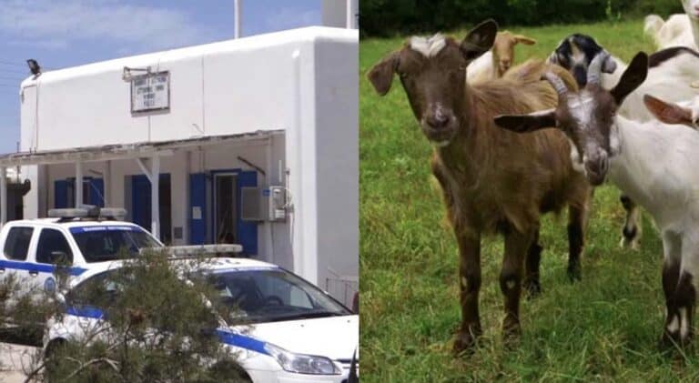 Μύκονος: Συνελήφθη 51χρονος γιατί είχε «παστουρώσει» 10 κατσίκες