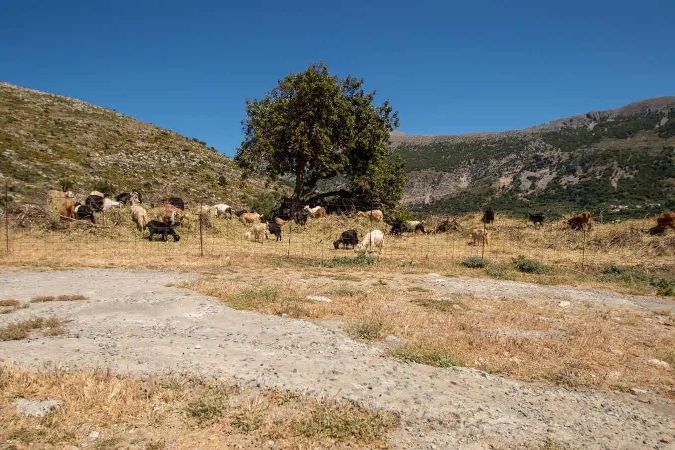 Θλίψη: Τον έβαλαν να θανατώσει τα ζώα του και πέθανε από την στεναχώρια του 2 afthodis kopadi