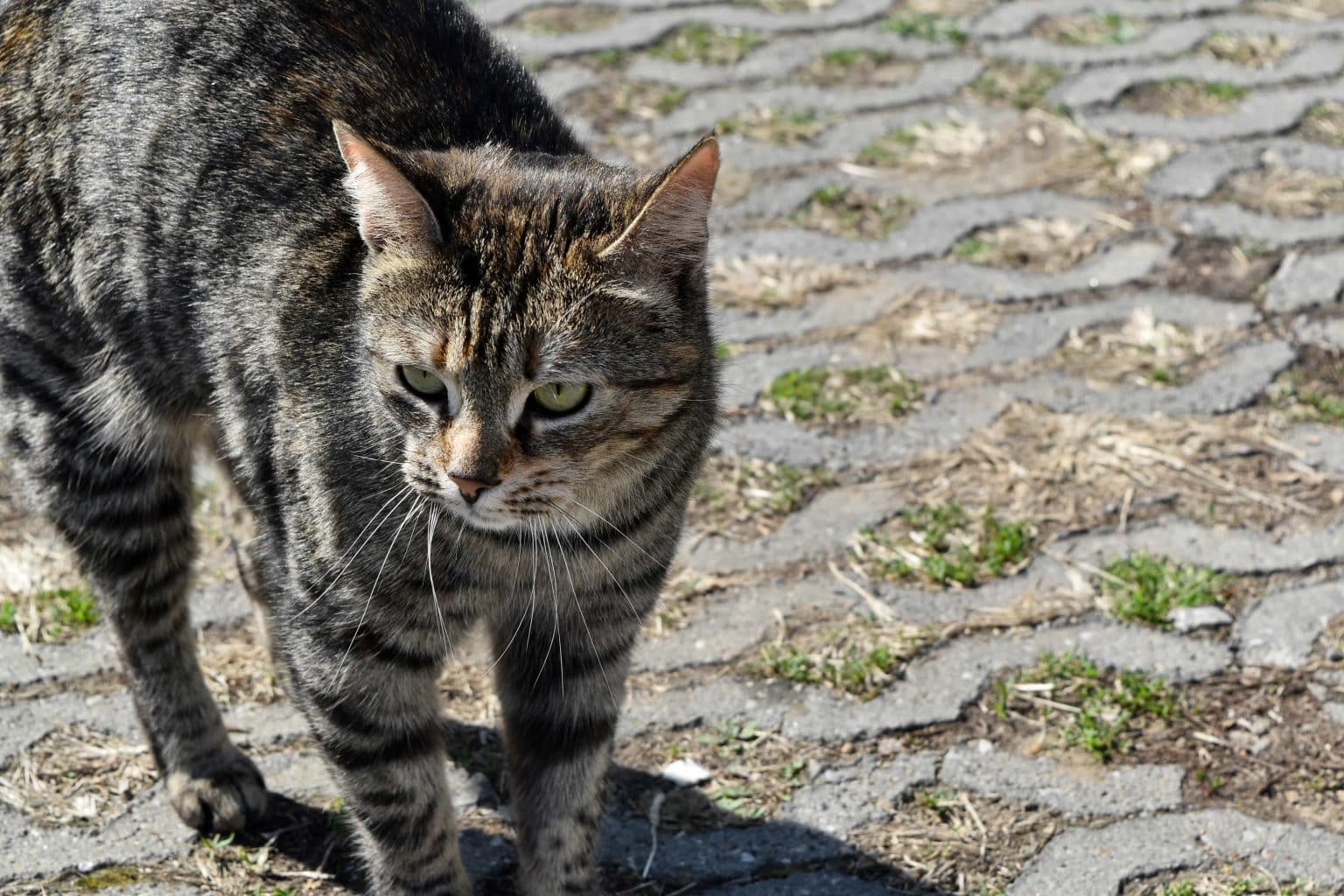 cat pixnio 6000x4000 1 1536x1024 1