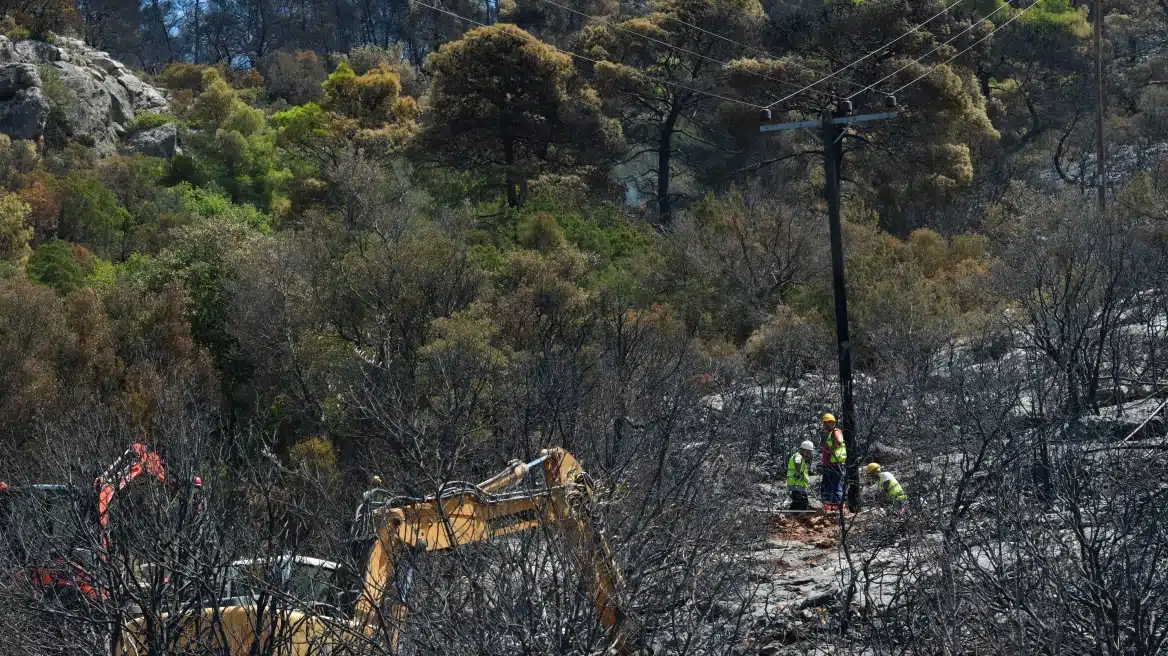 Ποια είναι τα δέντρα που μπορούν να γίνουν «ασπίδα» για το σπίτι σας απέναντι στις φωτιές 1 dentra1