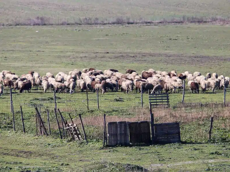 Θλίψη: Τον έβαλαν να θανατώσει τα ζώα του και πέθανε από την στεναχώρια του 3 eurokinissi provata.jpg