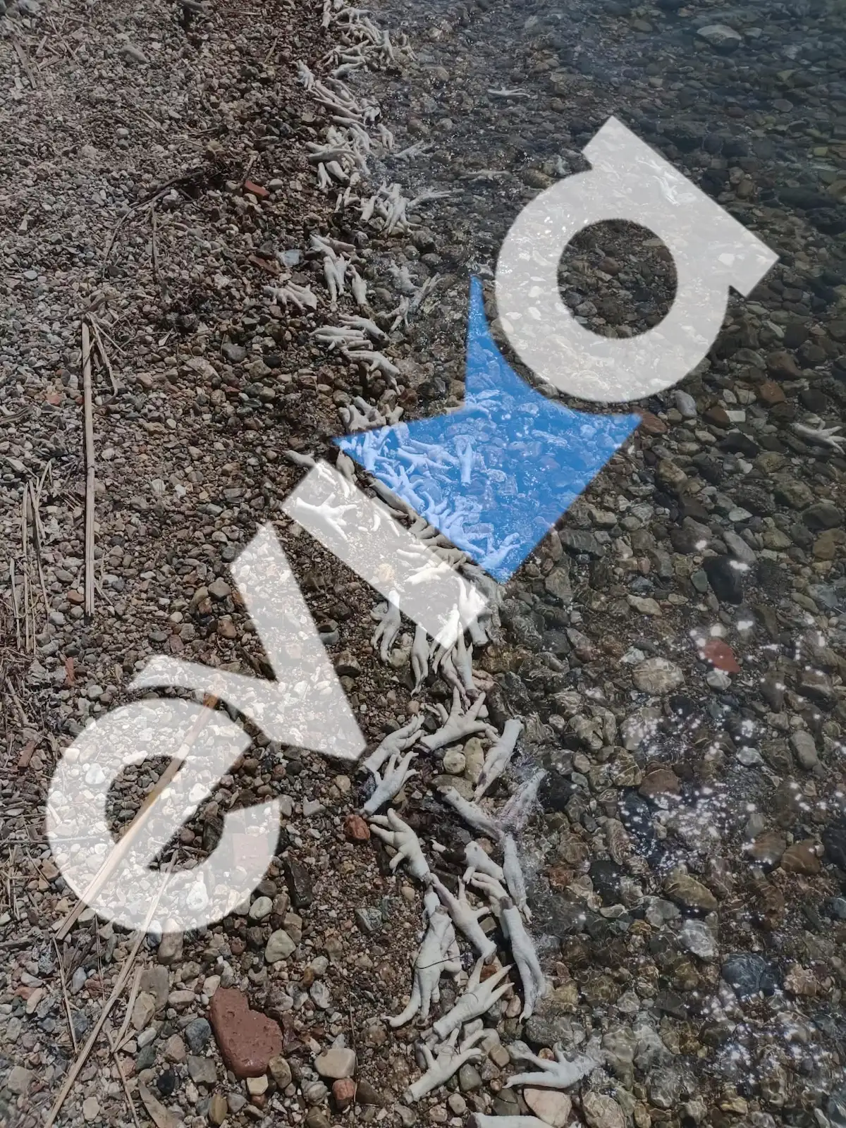 Χιλιάδες πόδια από κοτόπουλα και γαλοπούλες ξεβράστηκαν σε ελληνική παραλία - Σοκαριστικές εικόνες 1 evoia1 22082026