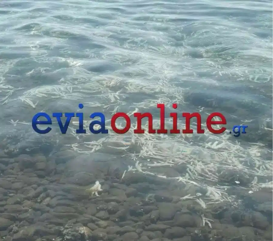 Χιλιάδες πόδια από κοτόπουλα και γαλοπούλες ξεβράστηκαν σε ελληνική παραλία - Σοκαριστικές εικόνες 2 kotopoula