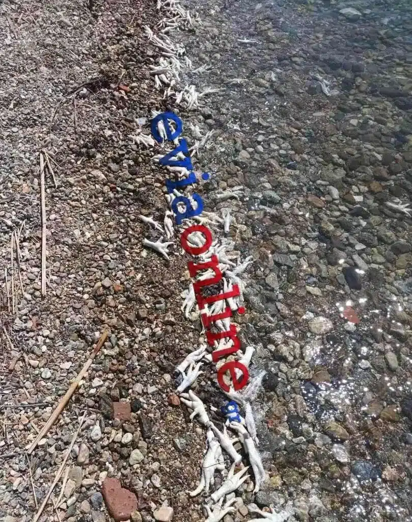 Χιλιάδες πόδια από κοτόπουλα και γαλοπούλες ξεβράστηκαν σε ελληνική παραλία - Σοκαριστικές εικόνες 3 kotopoulaa