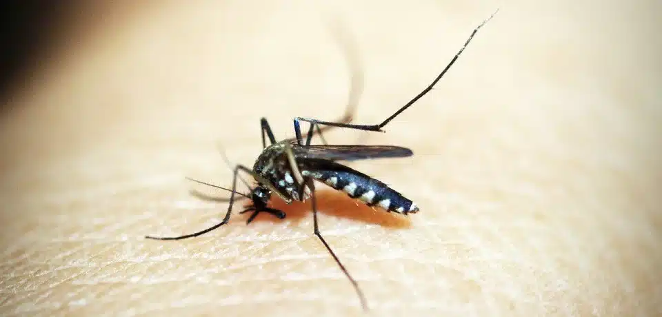 s3.gy .digital ypharmacy uploads asset data 21053 mosquito virus advice against virus transfer