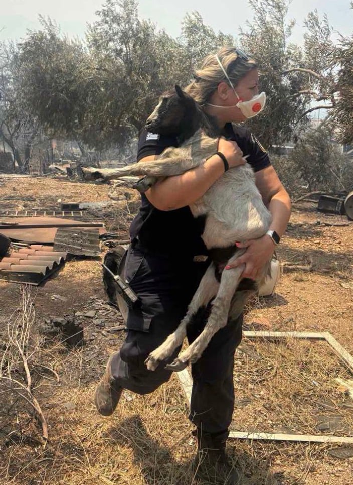 Βοιωτία: Η διοικήτρια του Α.Τ. Μάνδρας έσωσε κατσικάκι από τις φλόγες 1 stigmiotypo othonis 2026 08 01 17.36.12
