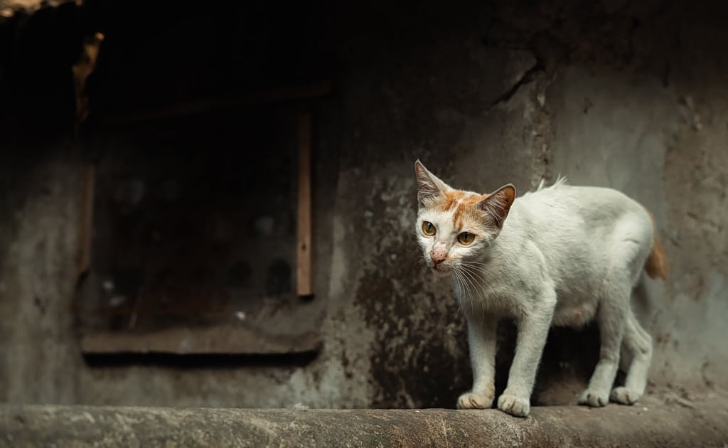 street cat minipaint 1024x630 1