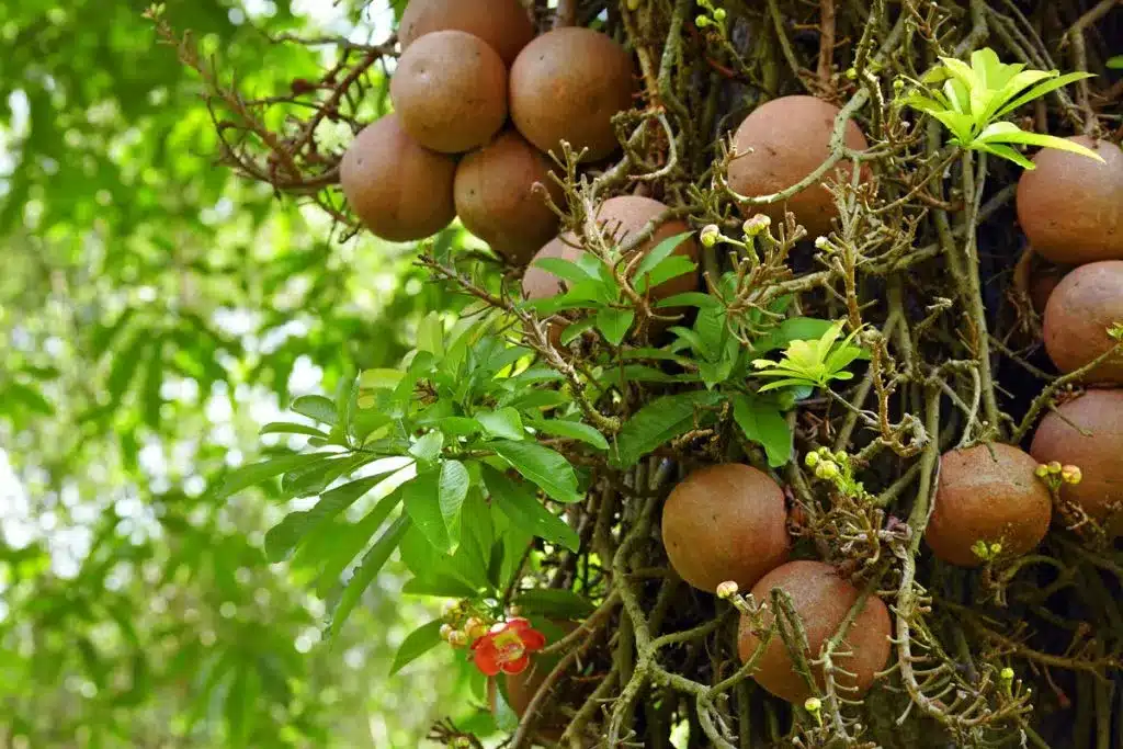 brazil nut tree cannonball tree amazon brazil rrep 1024x683 1